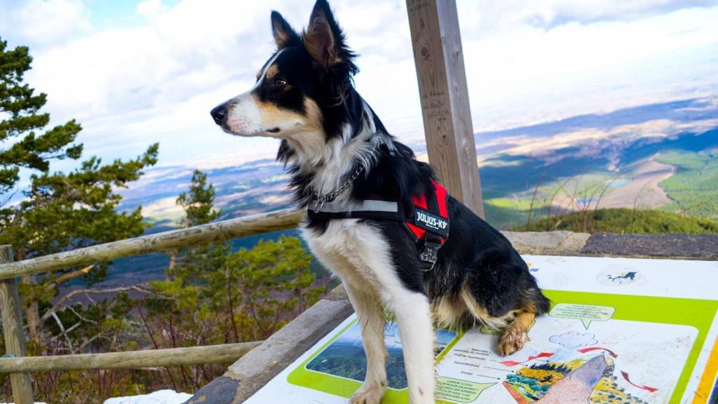 Viny, el perro de F. C., el interno de la cárcel de Zaragoza-Zuera que ha pedido poder recibir su visita en prisión.
