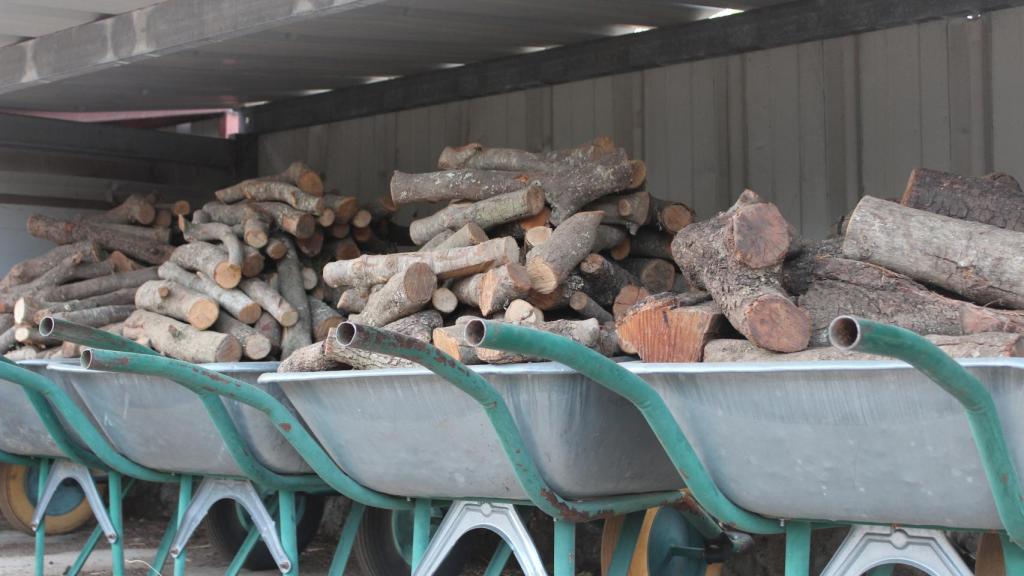 Varias carretillas cargadas de leña.