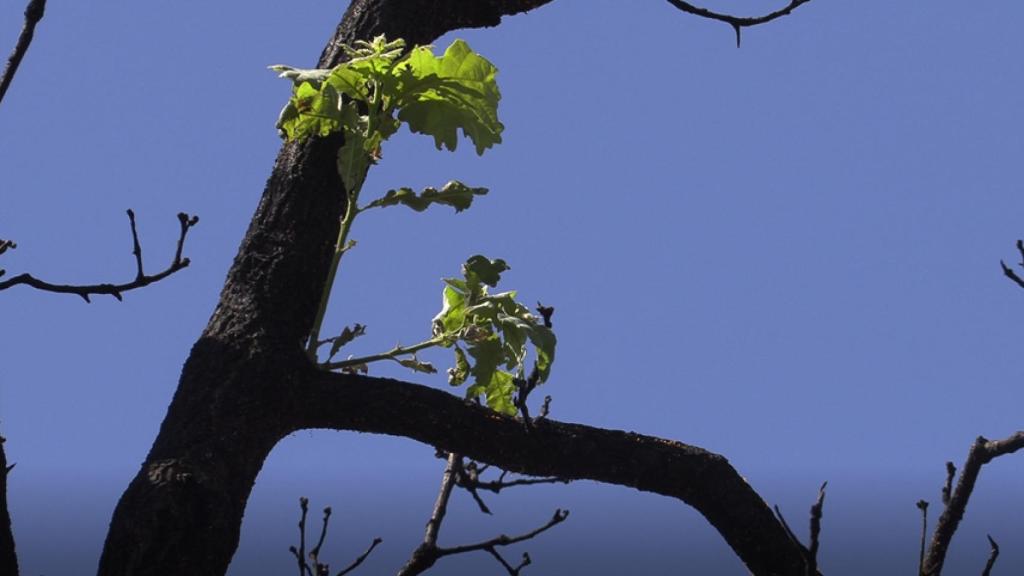 Rebrotes en la Sierra de la Culebra