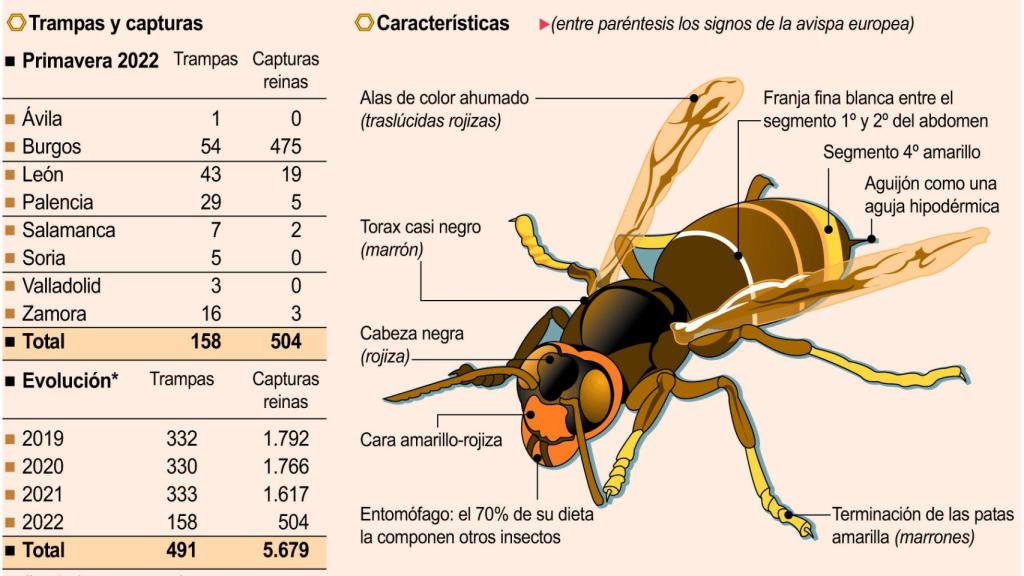 El avispón asiático en Castilla y León.