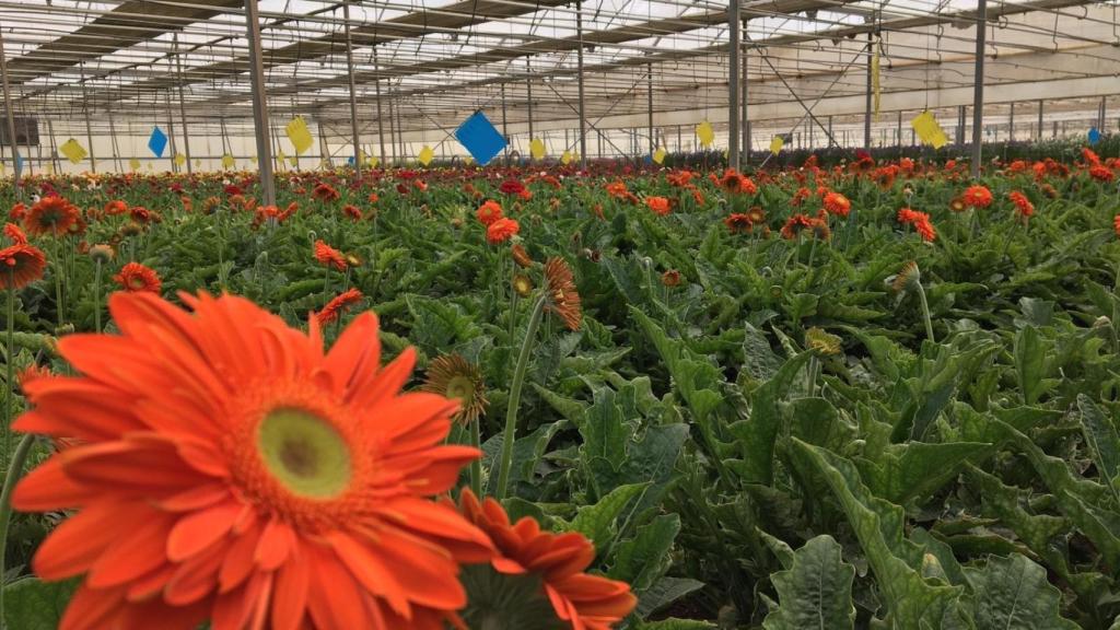 Invernadero de flores.