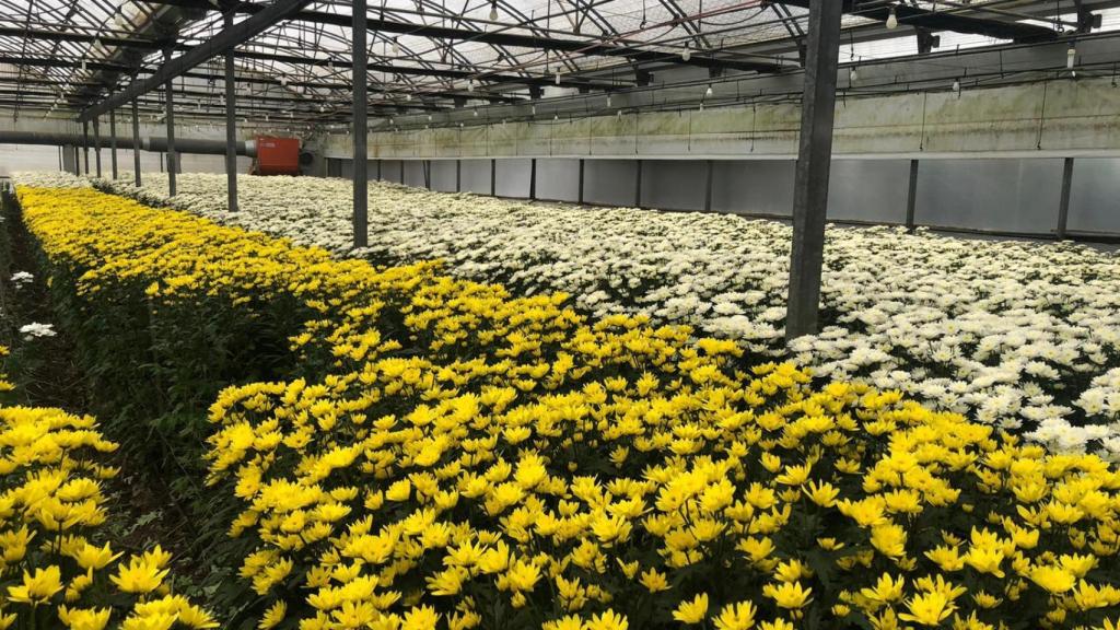 Flor cortada en un invernadero.