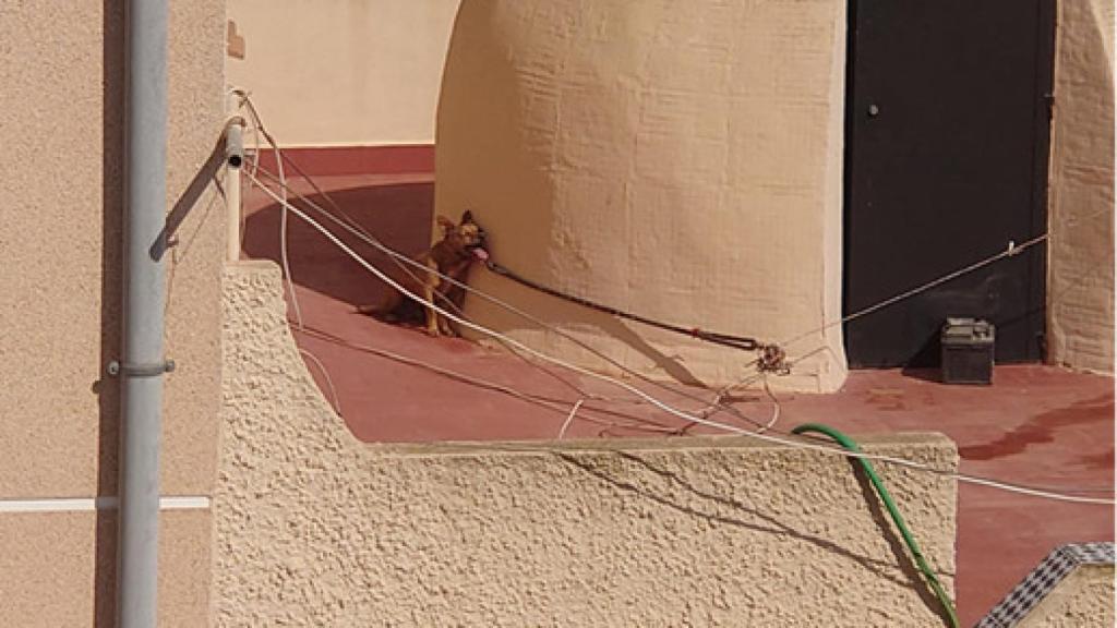 Imagen del can, atado en una terraza en Torrevieja.