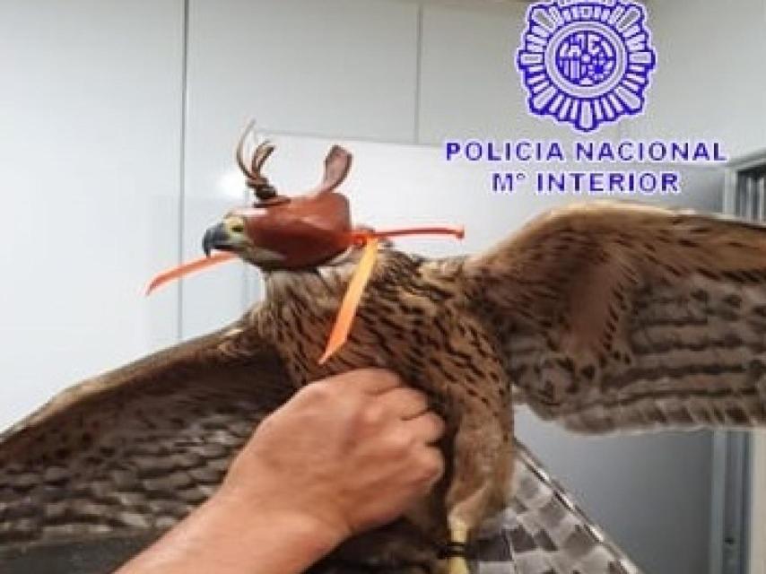 Recuperan a una hembra de Azor Ibérico tras golpearse contra los cristales del centro de salud de Medina