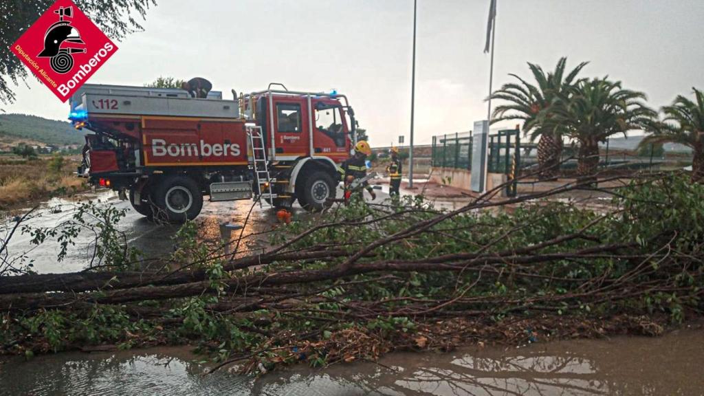 Árbol desprendido por las lluvias este martes.