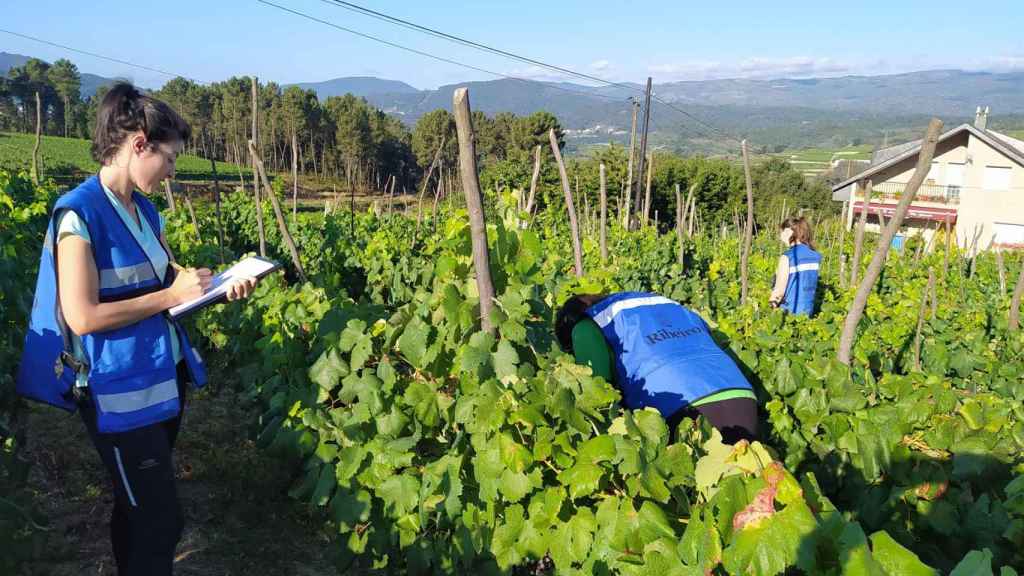 Una inspectora de la DO Ribeiro en un viñedo.