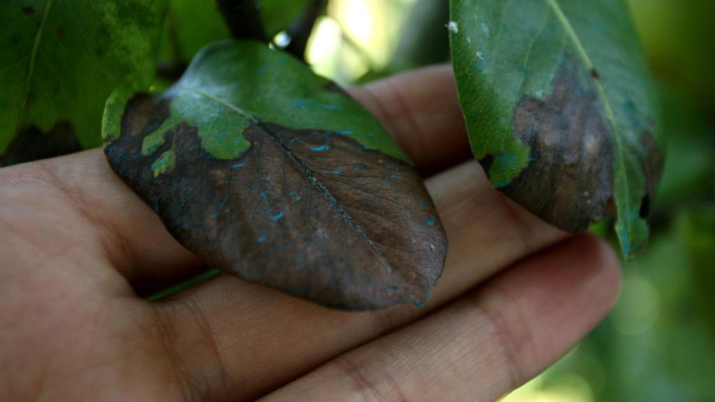 Perales afectados por el fuego bacteriano.