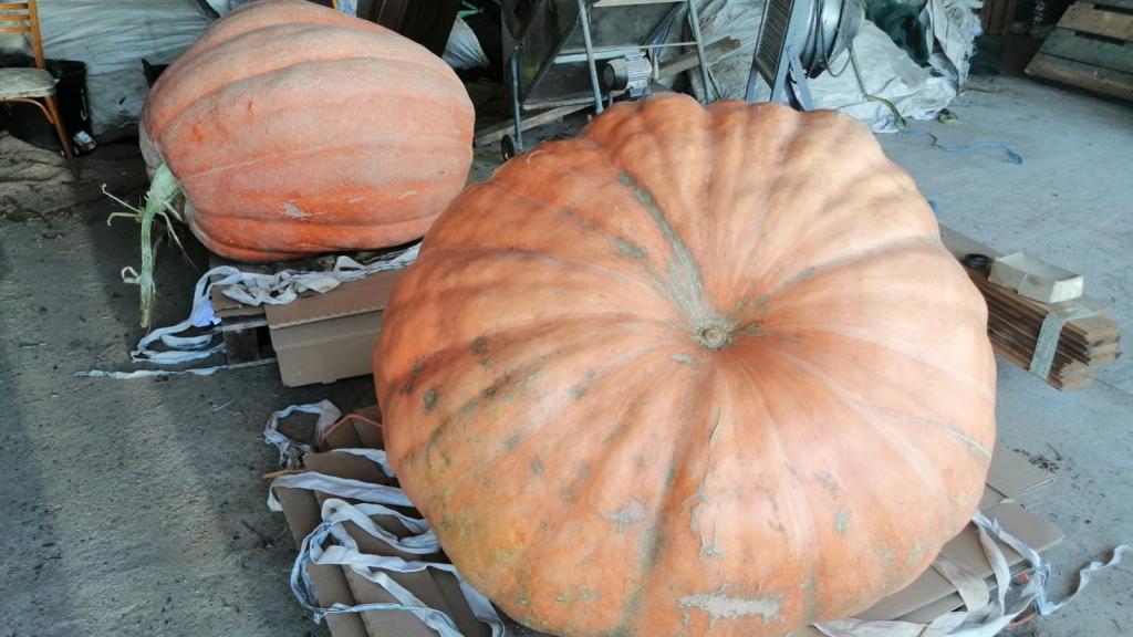 Calabazas gigantes cultivadas en Fermoselle