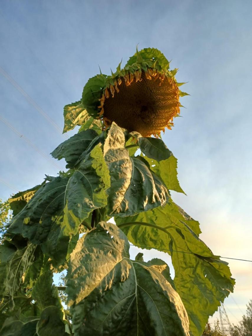 Girasol gigante en el huerto del fermosellano Manuel Ramos