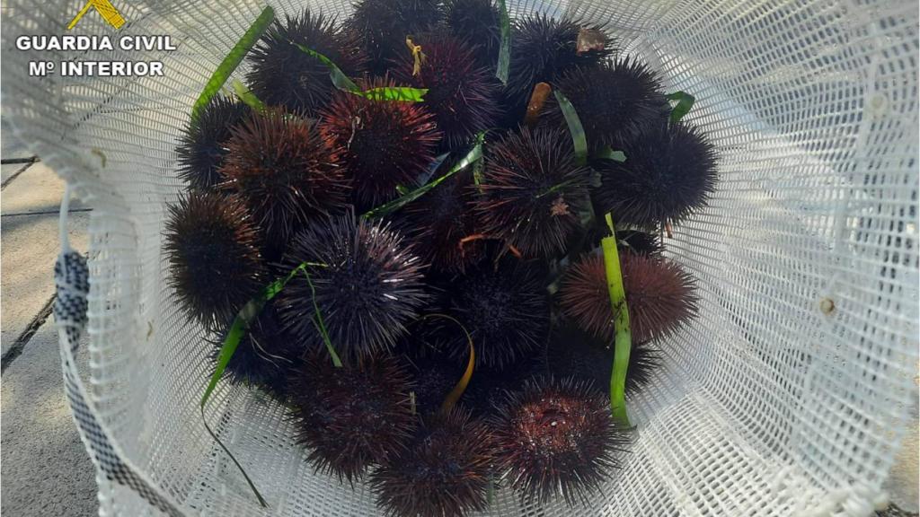 Los erizos de mar que el hombre sacaba del agua.