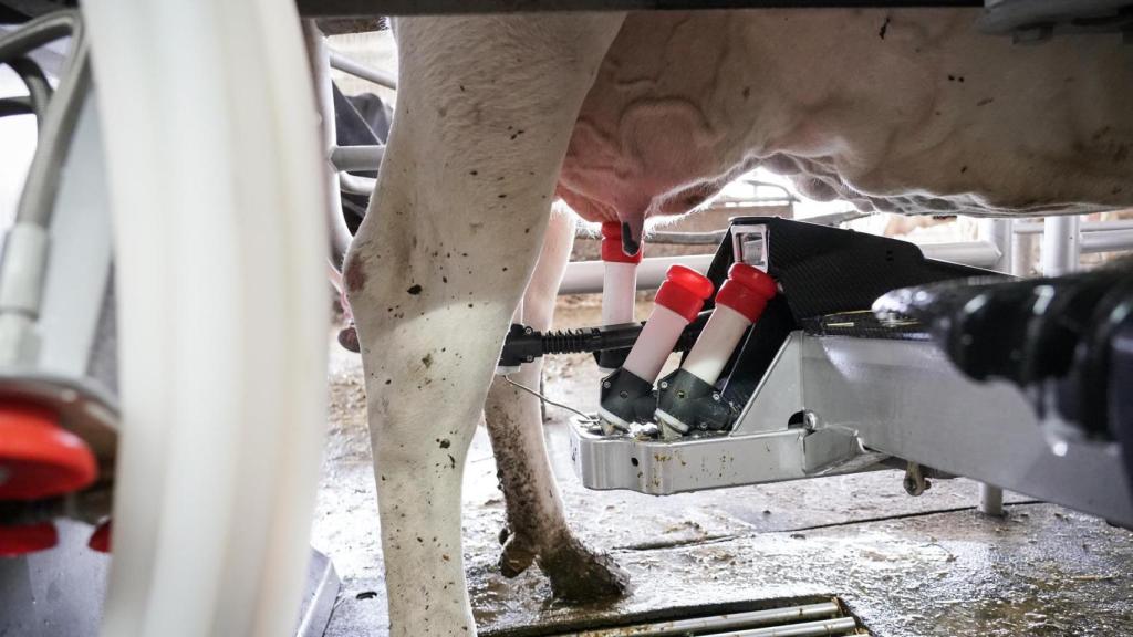 Ordeño de una vaca en una granja.