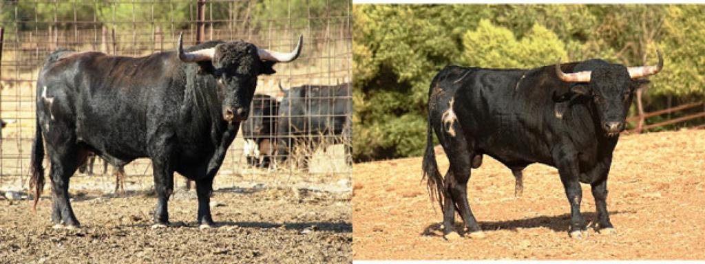Novillos toros de Jandilla y Fuente Ymbro