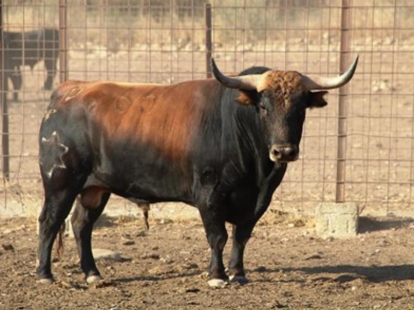 Serio ejemplar de Jandilla para la final de La Liga del Corte Puro