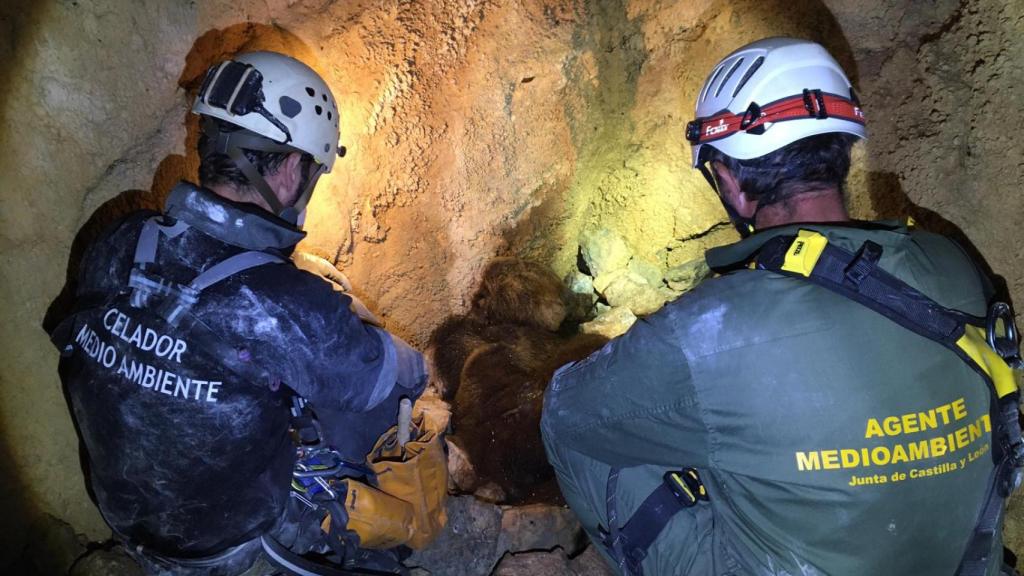 Trabajadores de la Junta tras encontrar los cadáveres de la osa y sus crías.