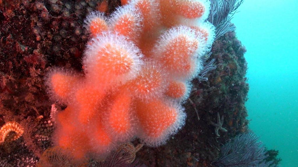 Fondos marinos de las Illas Atlánticas.