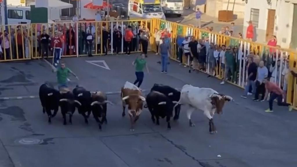 Toros de Conde de Mayalde en el encierro de Villaseca de la Sagra. Foto: Cristina Lucas