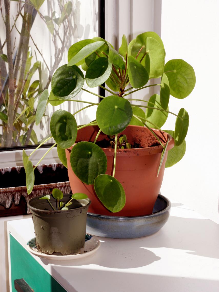 Pilea pepermioides.