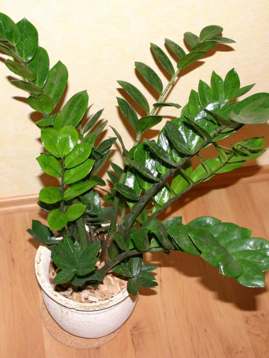 Zamioculcas.