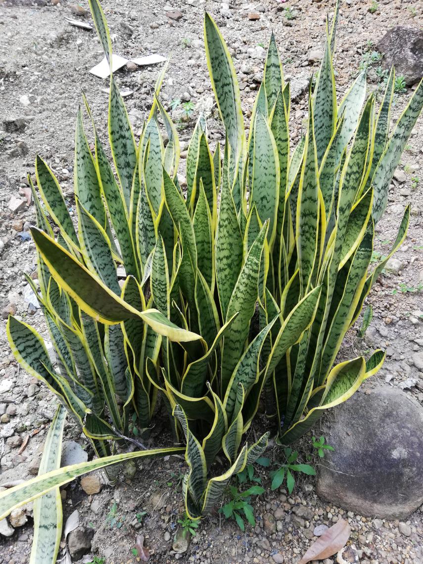 Sansevieria trifasciata.