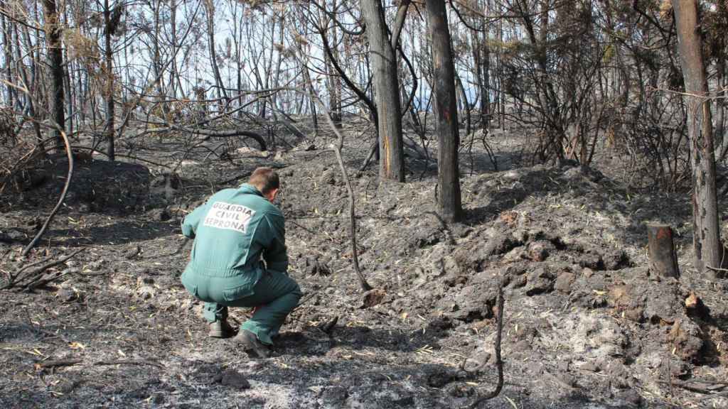 Un agente inspecciona una zona arrasada por un incendio.