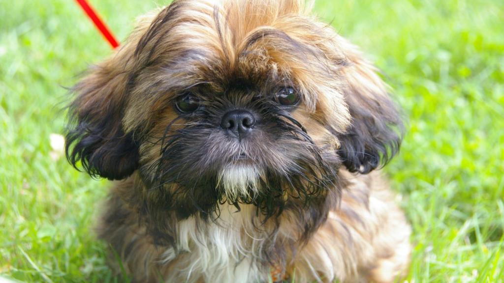 Shih Tzu