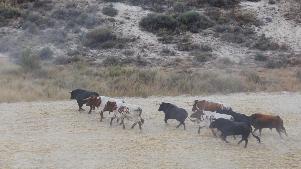 Imagen de archivo de un encierro campero.