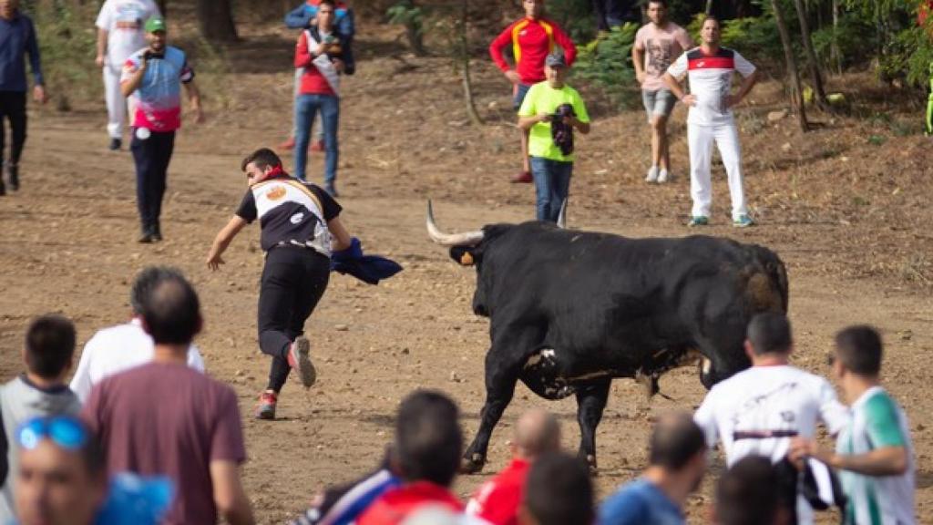Toro de la Vega en Tordesillas