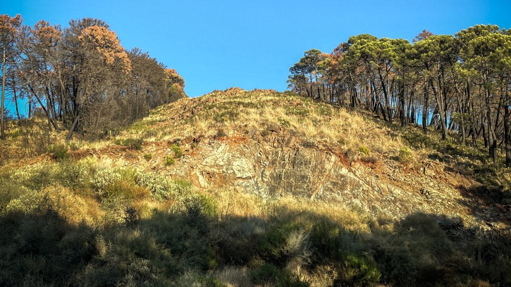 Uno de los 'cortafuegos', repleto de pasto.
