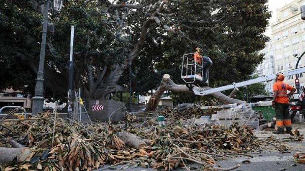 Así ha quedado la zona tras la caída de la rama.