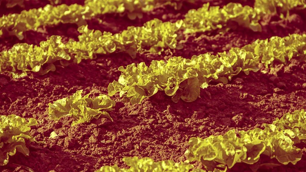 Lechugas sembradas en Valencia.