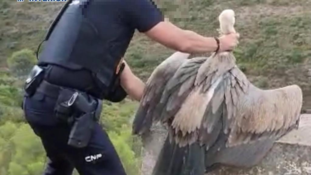 Reintegración del buite leonado rescatado por la Policía Nacional en Marbella.