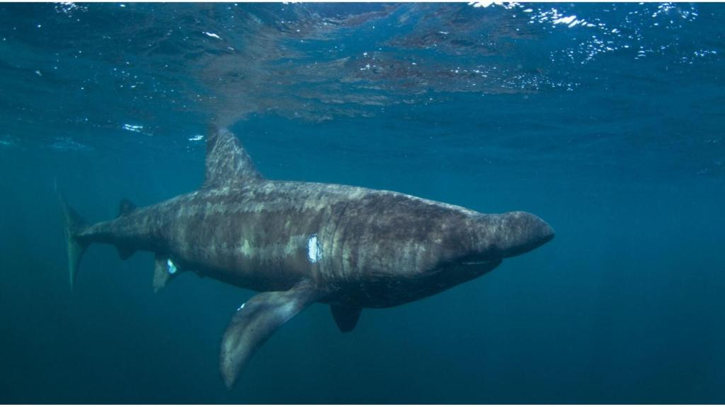 Imagen de archivo de un tiburón peregrino.