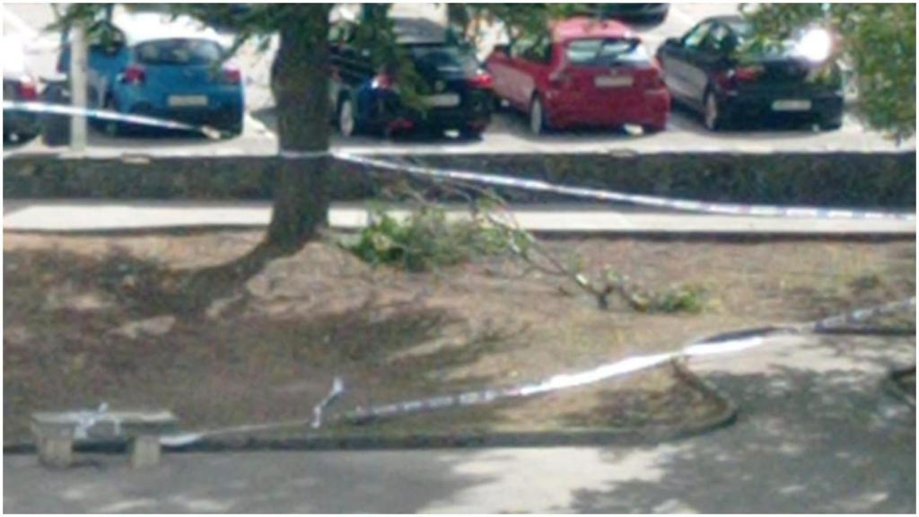 La zona donde ha caído la rama.