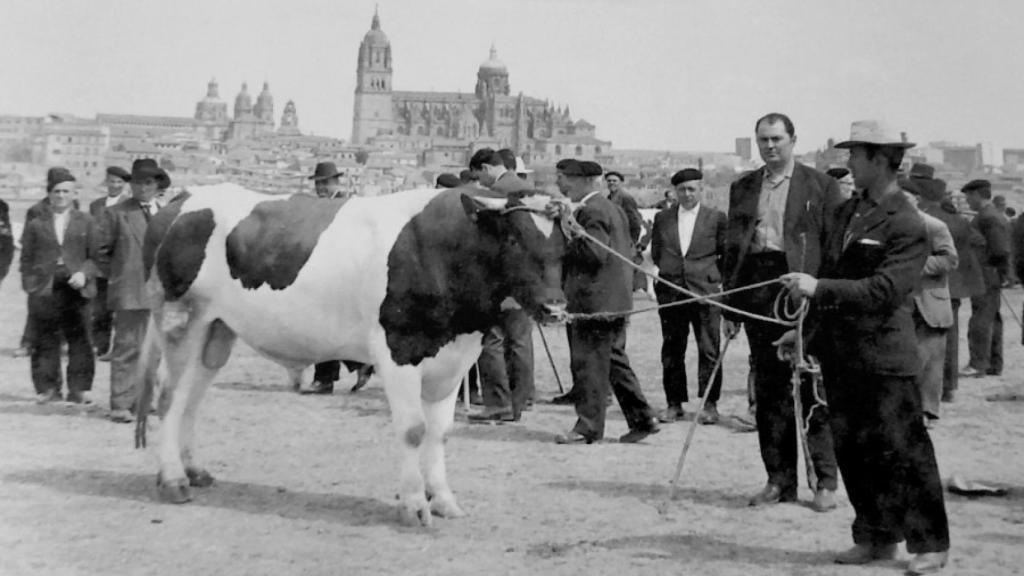 Feria de ganado de Salamanca con vistas a ciudad monumental desde el Teso de la Feria./ Foto de Venancio Gombau