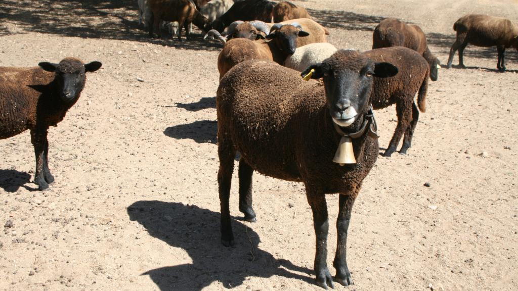 Una oveja merina negra.
