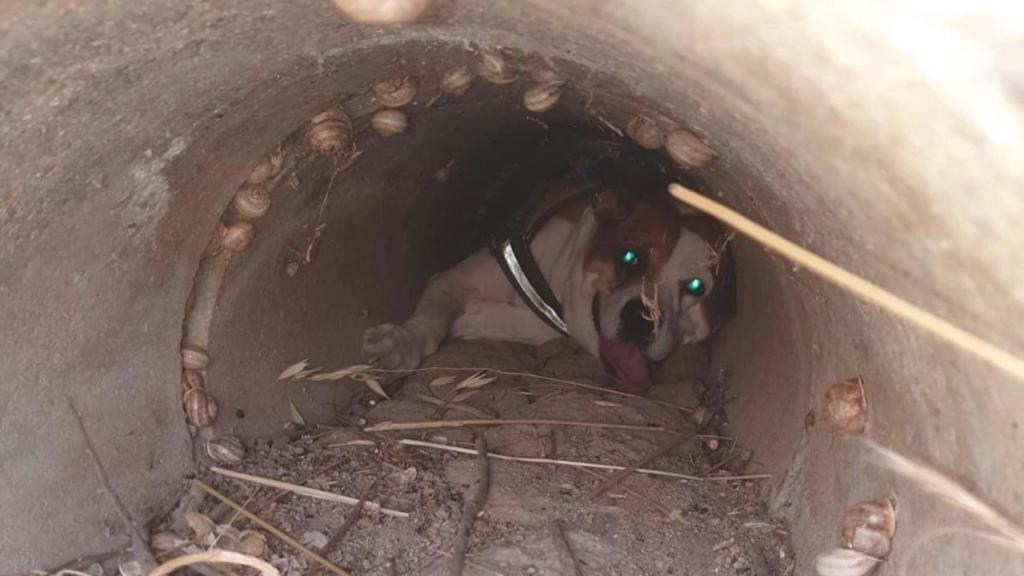 Perro atrapado en Villaseca de la Sagra (Toledo). Foto. CPEIS Toledo.