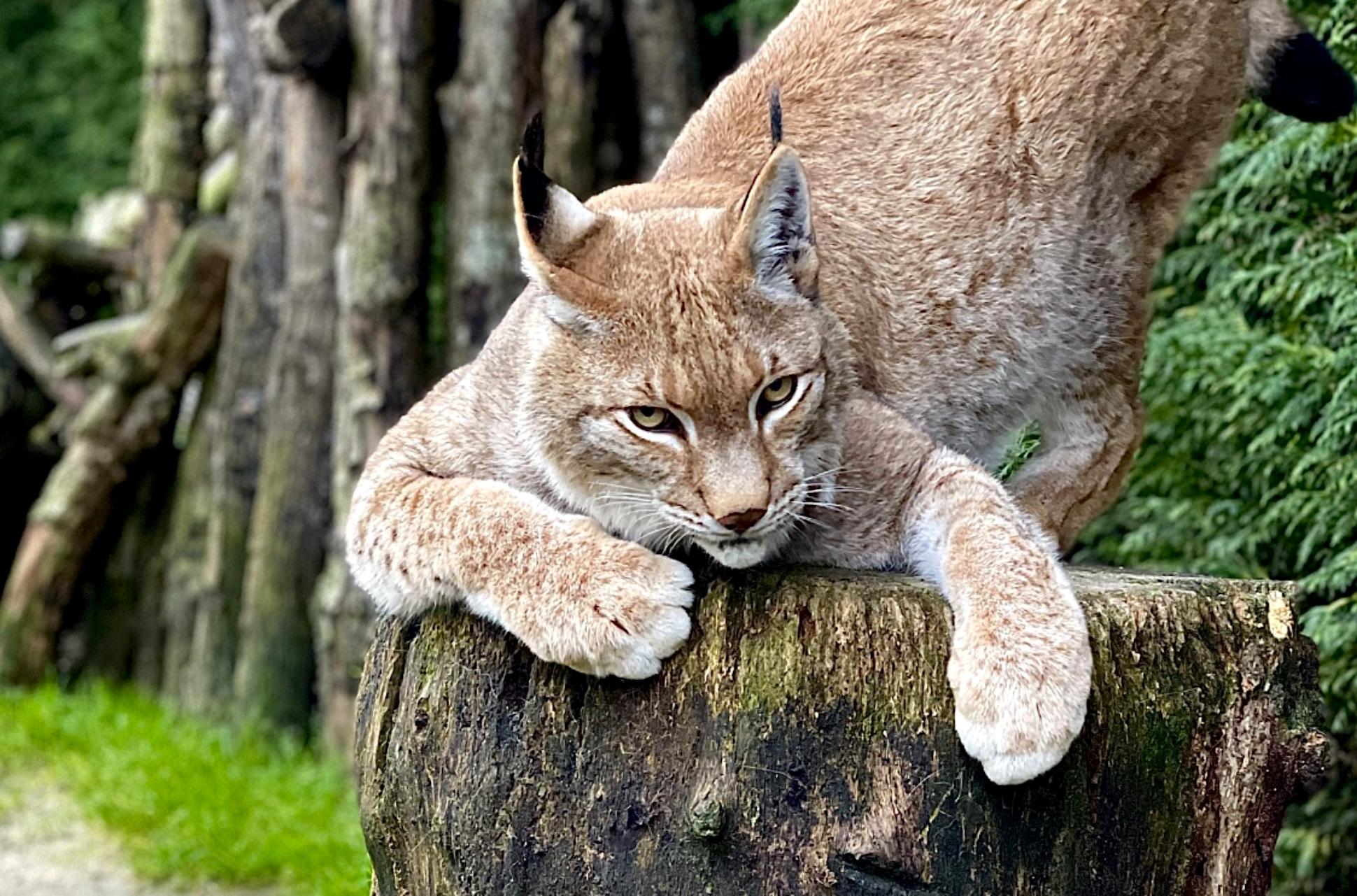 Lince boreal en Corax Fauna.