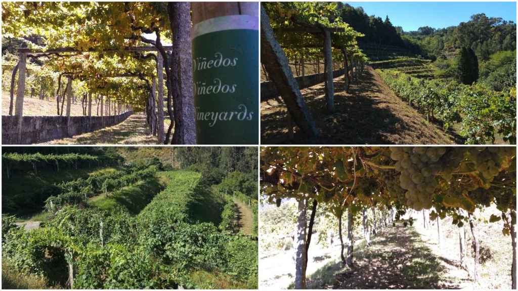 Viñedos del Castillo de Soutomaior.