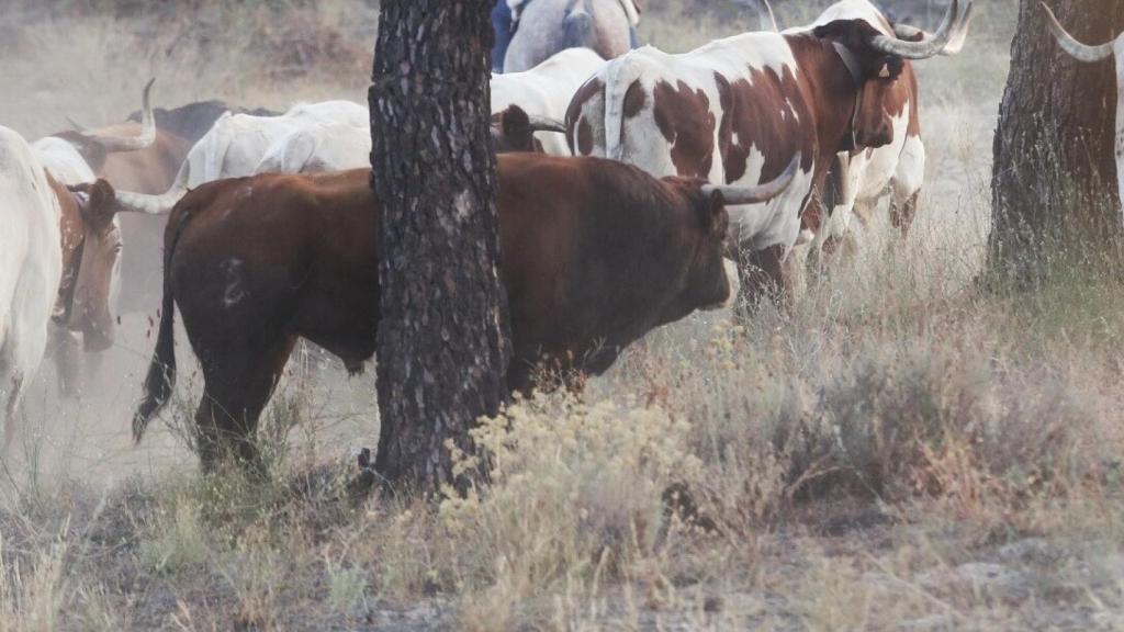 Imagen de archivo de un toro en un encierro campero.