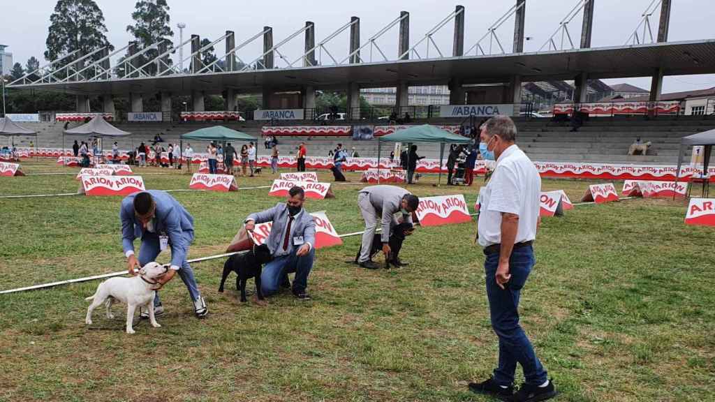Participantes de la 96 Exposición Nacional y 42 Exposición Internacional Canina en Silleda (Pontevedra).