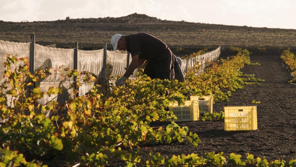 Vendimia de Playa Quemada en el mes de abril