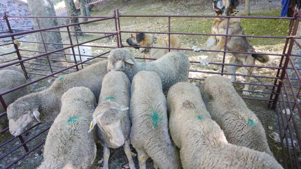 Celebración de la 45ª Fiesta del Pastor en Barrios de Luna