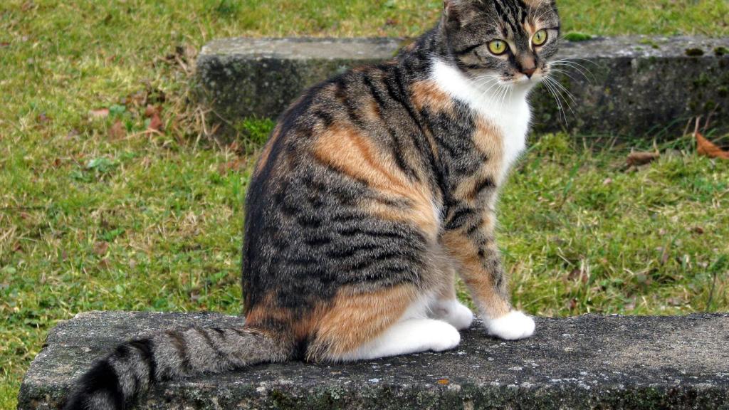 Gato tricolor