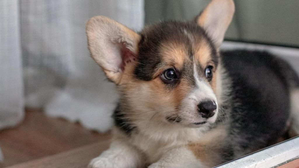 Welsh corgi Cardigan