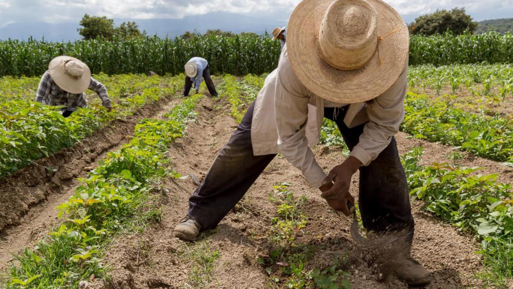 Imagen de archivo de una persona trabajando en el campo.