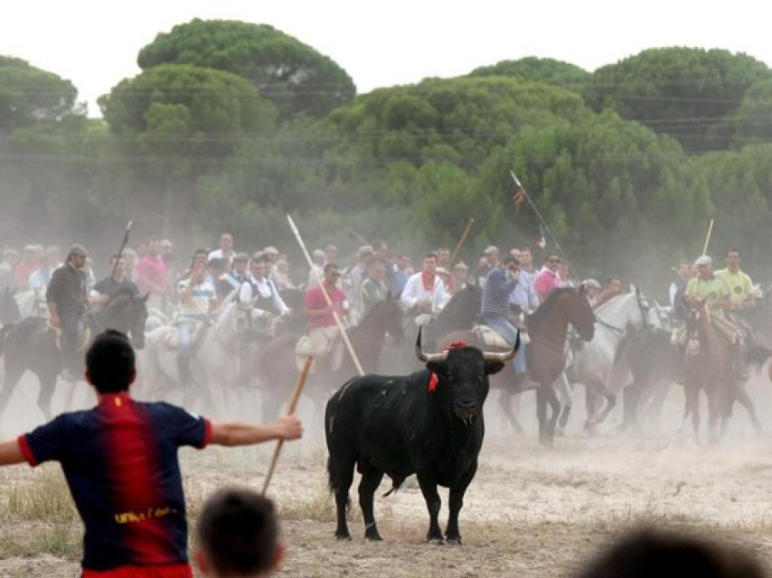 Torneo del Toro de la Vega