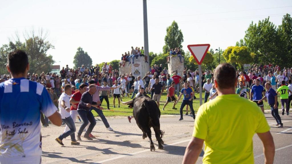 Toro de la Vega en Tordesillas