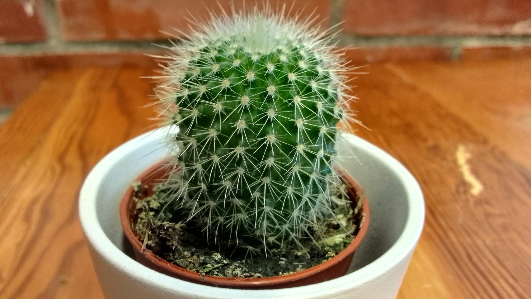 Fotografías tomadas con el realme C30