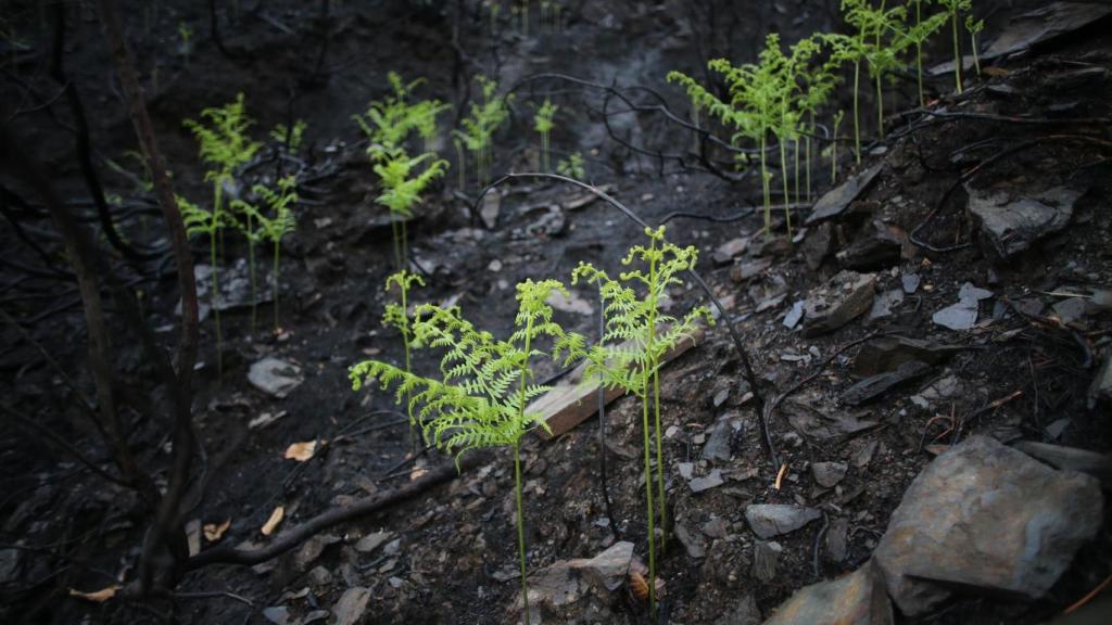 Vegetación en una zona arrasada por el fuego