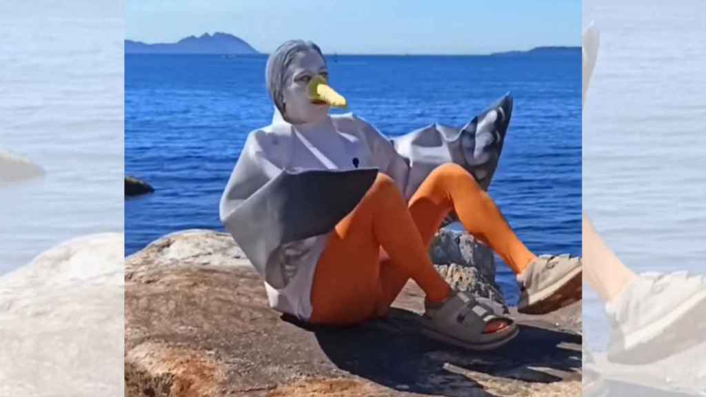 Una ‘gaviota’ gallega se rebela en las redes contra la gaviotafobia de los seres humanos